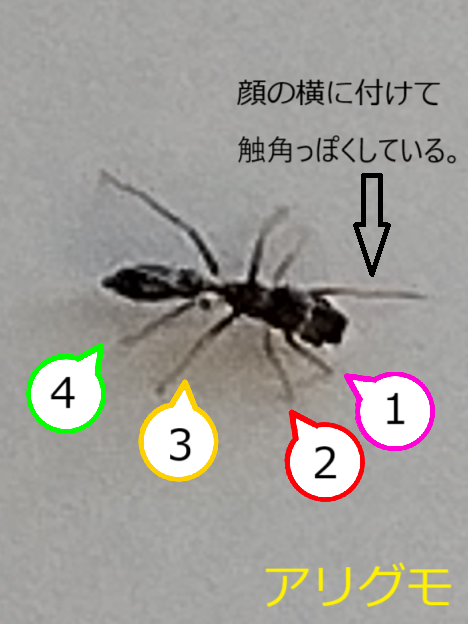 アリグモ