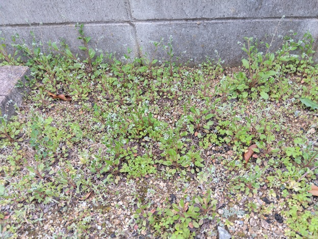 キュウリグサの群生
