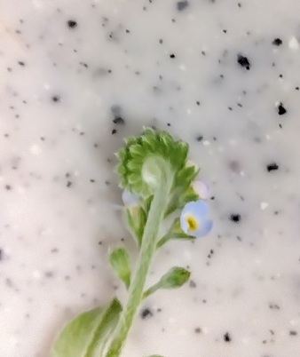 キュウリグサのグルグル